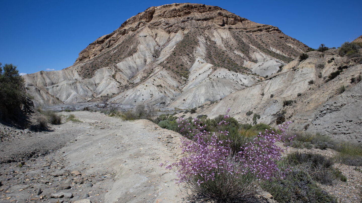 Gräser und Blumen in der Wüste von Tabernas