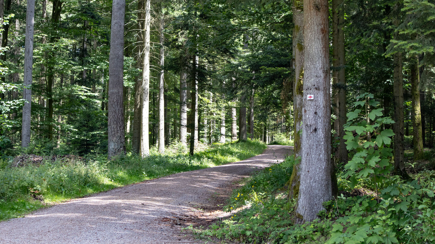 der Westweg verläuft meist über breite Forstwege