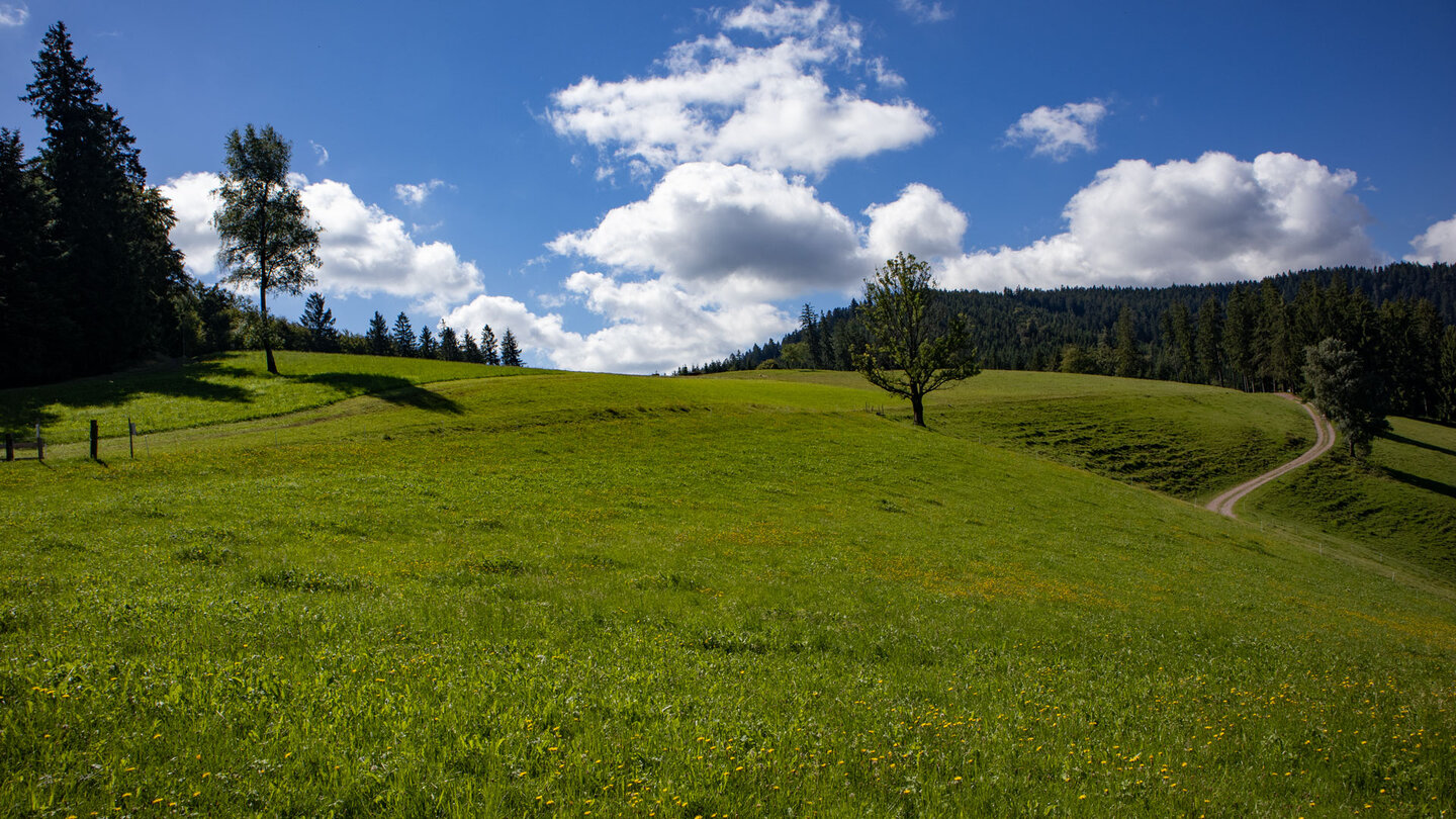 Wanderung über Wiesenlandschaft auf der Harkhöhe