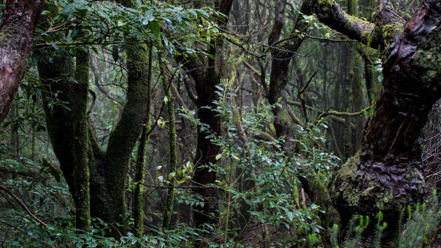 Lorbeerwald beim Cruz del Carmen