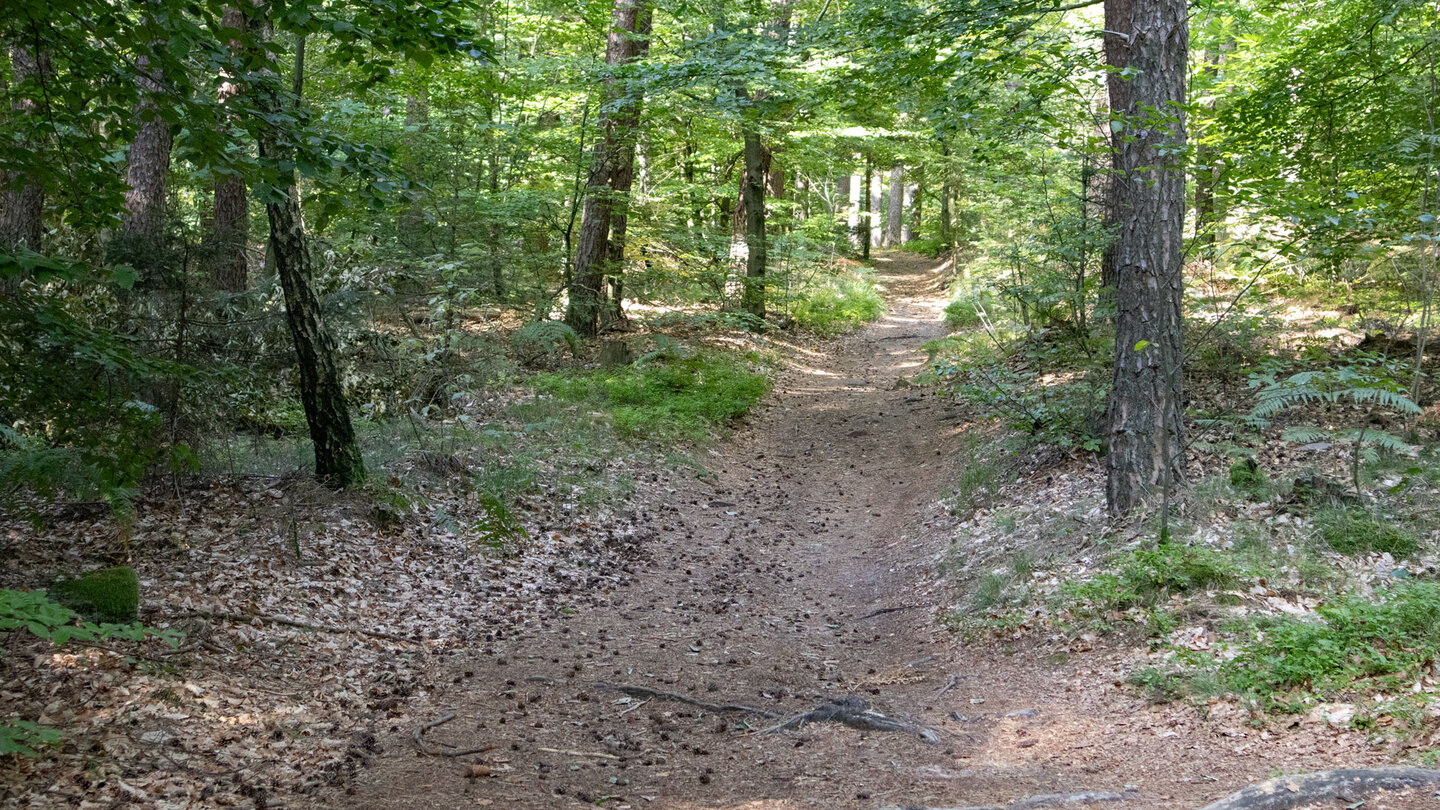 Wanderung durch Buchenwälder