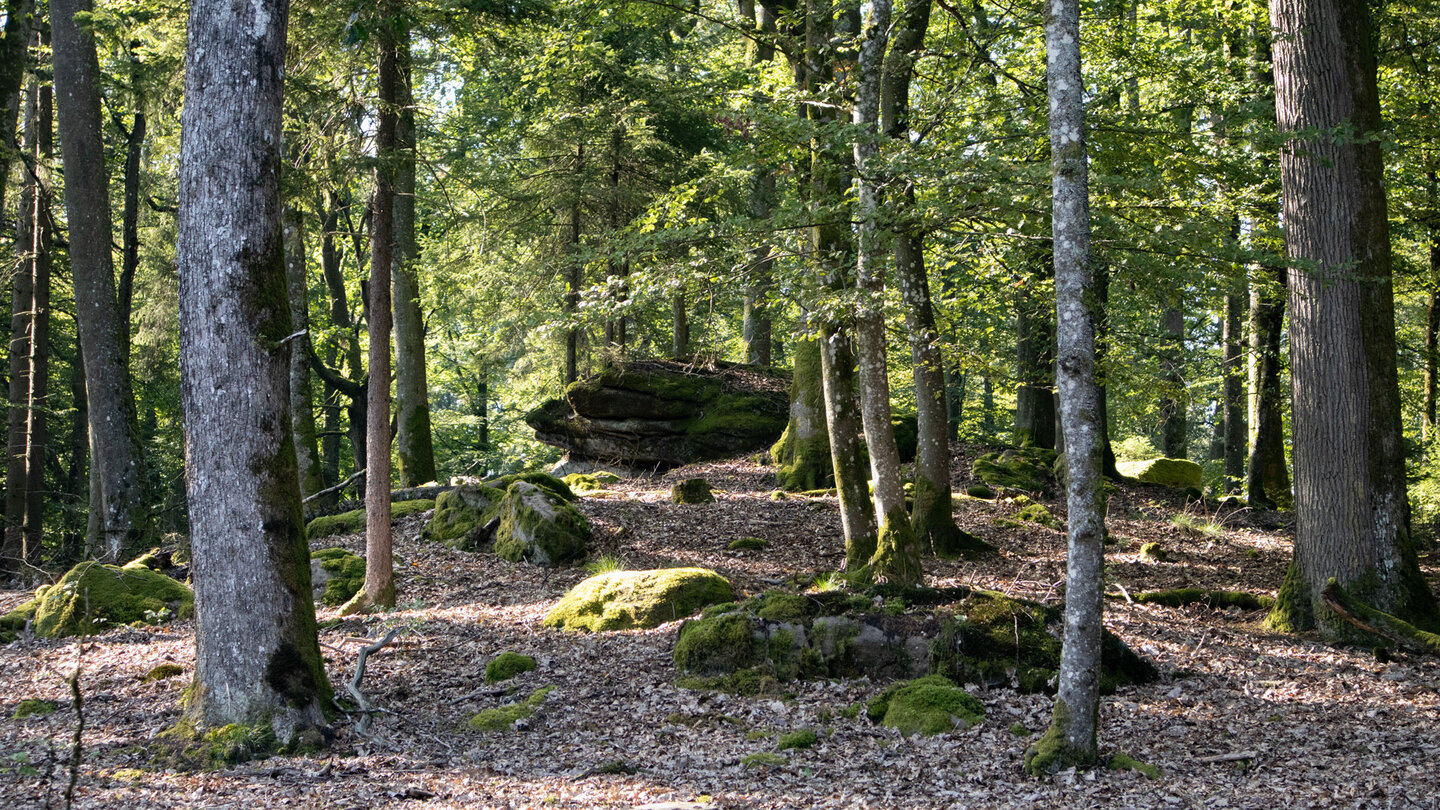 Wanderung durch lichten Mischwald vom Teufelstisch zum Altschlossfelsen