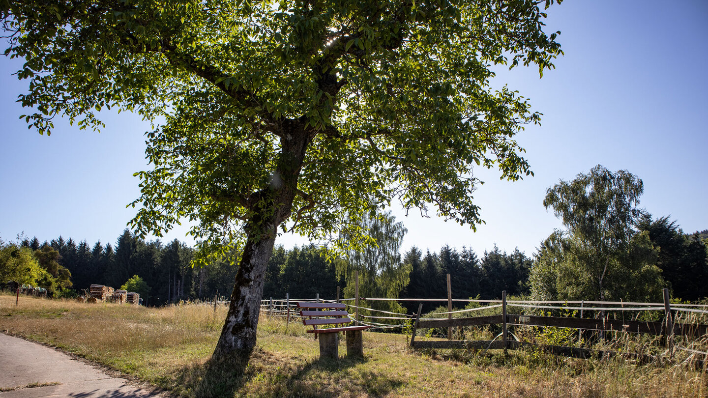 Oberhalb von Vorderweidenthal liegt ein Rastplatz im Schatten eines Nussbaums.