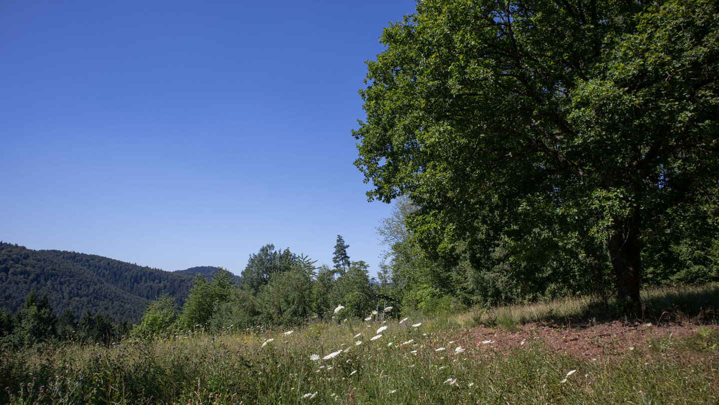 Der Wanderweg führt durch offene Wiesenlandschaft bei Vorderweidenthal.
