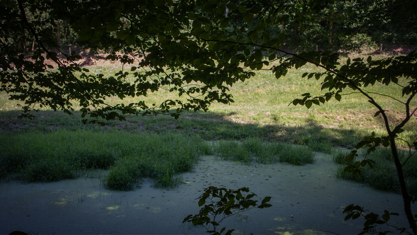 Kleiner Weiher am Rückweg nach Vorderweidenthal