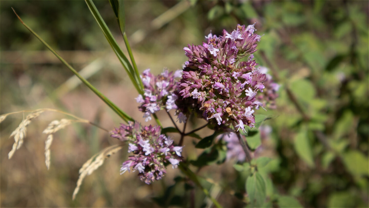 Am Wegesrand blüht wilder Oregano mit kleinen violetten Blüten.