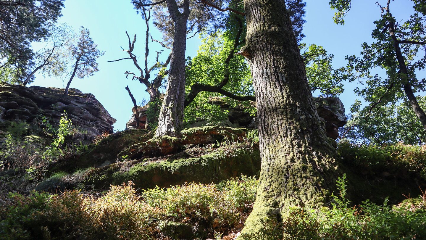 Der Wanderpfad führt hinauf zum Aussichtspunkt am Westfels des Rödelstein.