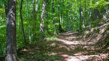 Wandertour durch Laubwald zur Burg Ramburg
