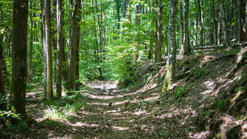 Waldwanderweg bei der Burg Ramburg