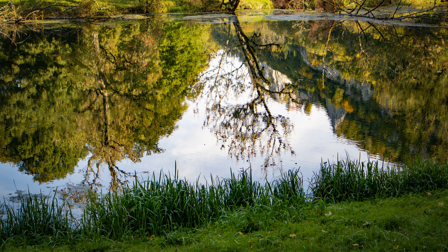 Baumäste und grünes Laub spiegeln sich symmetrisch im glatten Wasser der Donau