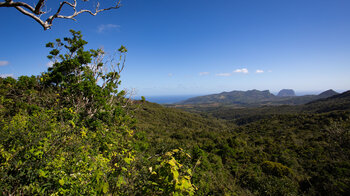 Blick über den Macchabe Forest im Black River Gorges Nationalpark auf Mauritius