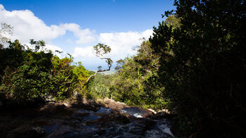 Ausblick oben auf den Alexandra Falls im Black River Gorges Nationalpark