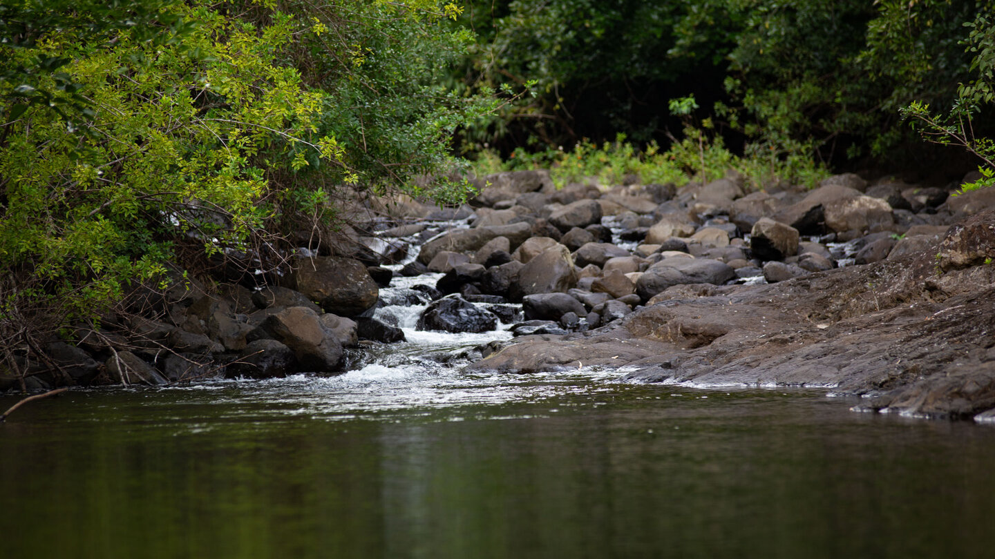 der Black River oder Rivière Noire im Black River Gorges Nationalpark auf Mauritius der Black River oder Rivière Noire im Black River Gorges Nationalpark