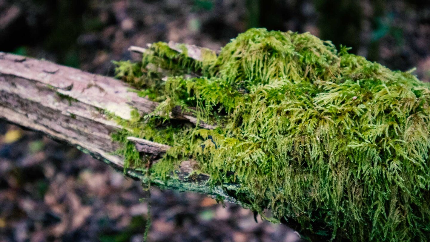 dichte Moose besiedeln die Bäume im Monteverde