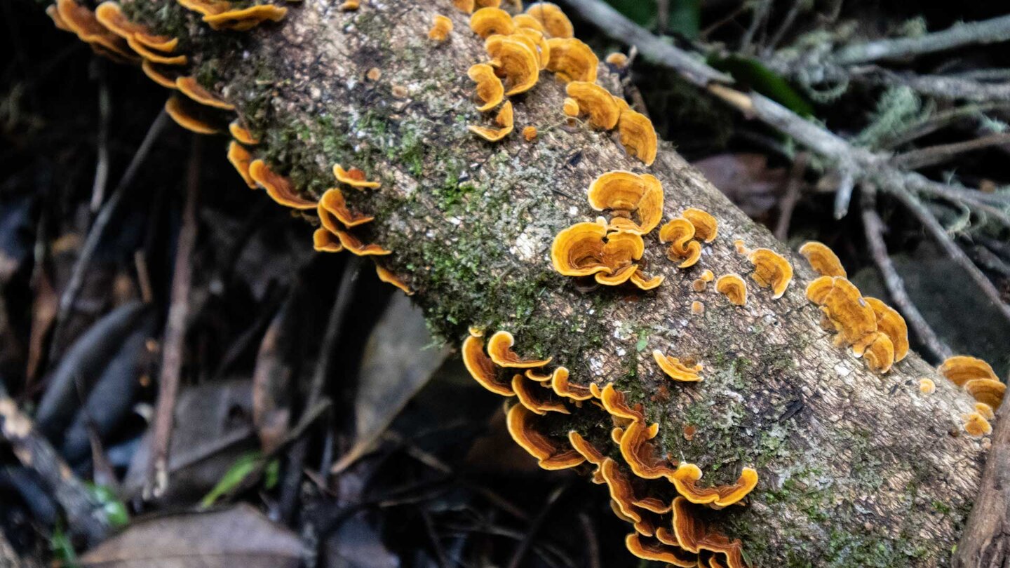 orange leuchtende Baumpilze im Monteverde