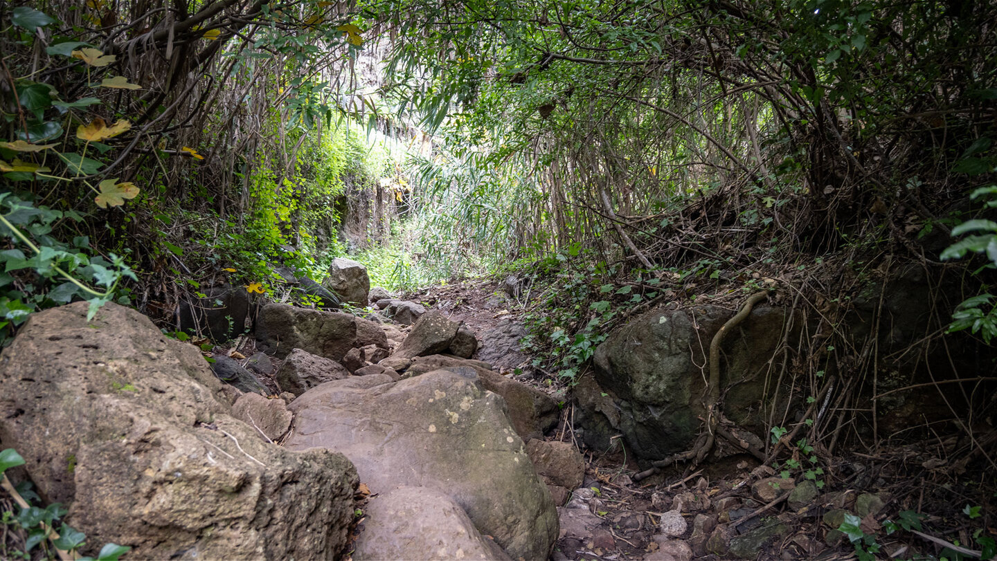 Schritt für Schritt taucht die Wanderung tiefer in die Schlucht des Barranco del Álamo ein.