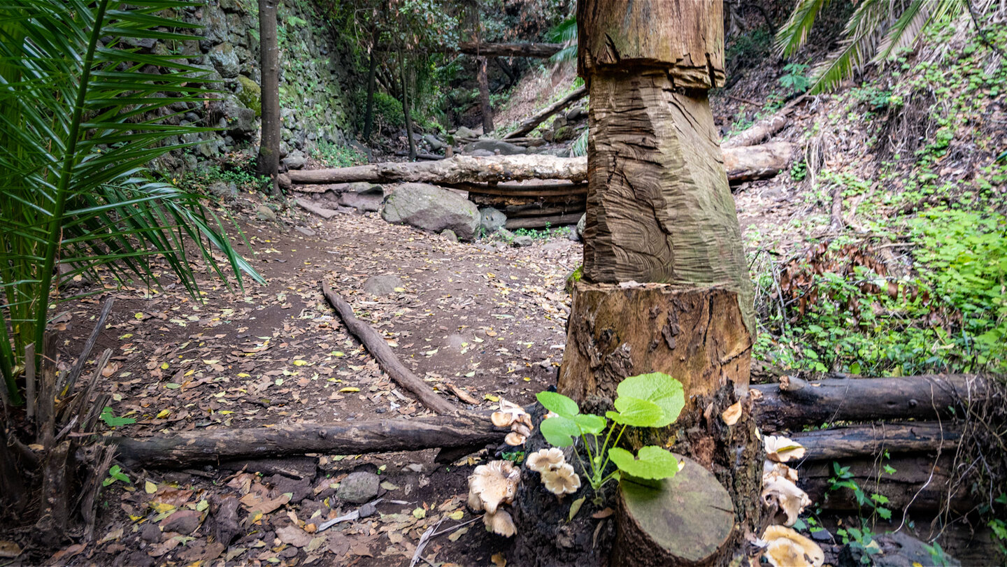 Barranco del Álamo: ein grünes, feuchtes Refugium mitten im Norden der Insel.