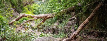 Dicht an dicht wuchert die subtropische Vegetation im Barranco del Álamo.