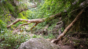 Dicht an dicht wuchert die subtropische Vegetation im Barranco del Álamo.