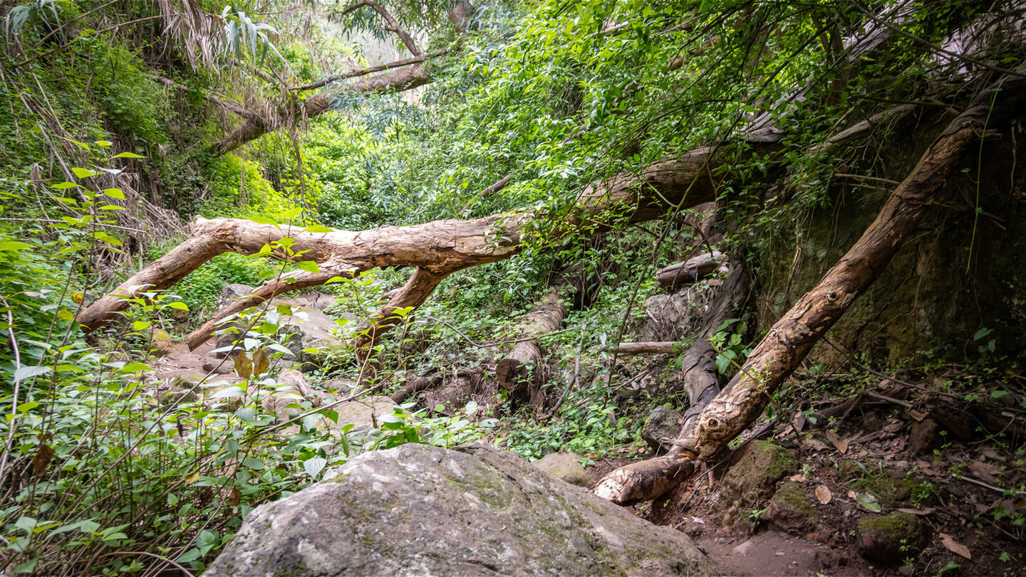 Dicht an dicht wuchert die subtropische Vegetation im Barranco del Álamo.