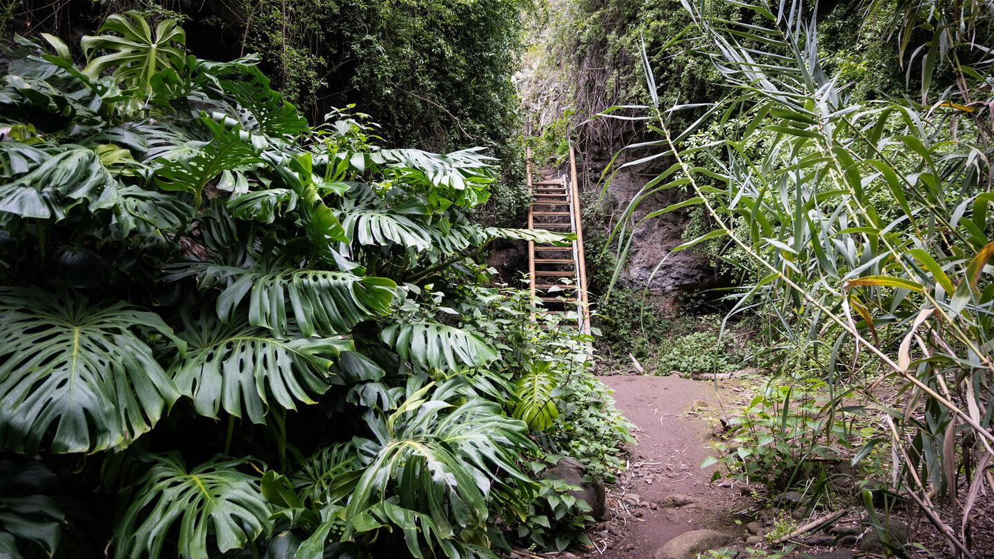 Die dschungelartige Vegetation im Barranco del Álamo umfasst Farne, Palmen und subtropisches Blattwerk.