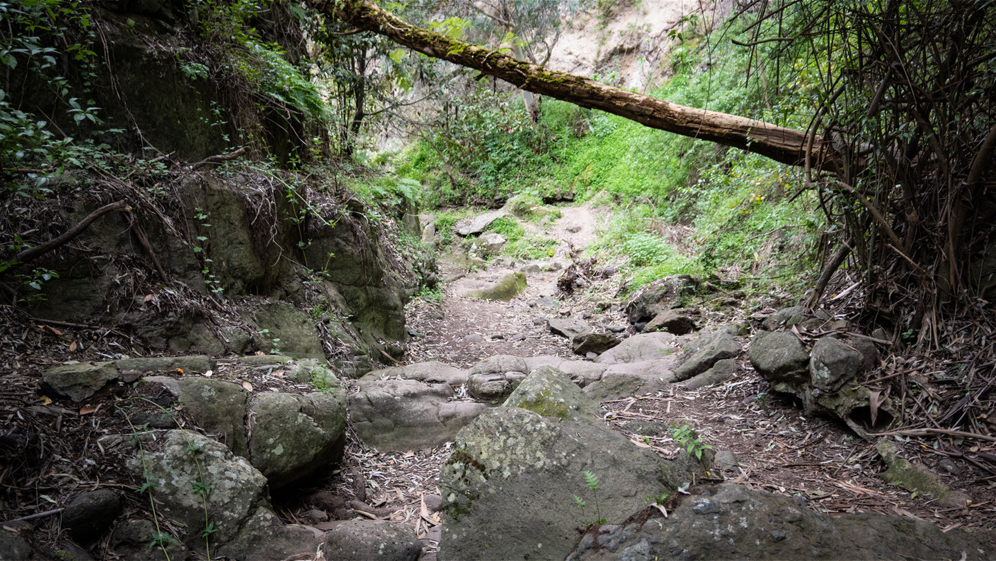 Felsiger Grund im Barranco del Álamo auf Gran Canaria.