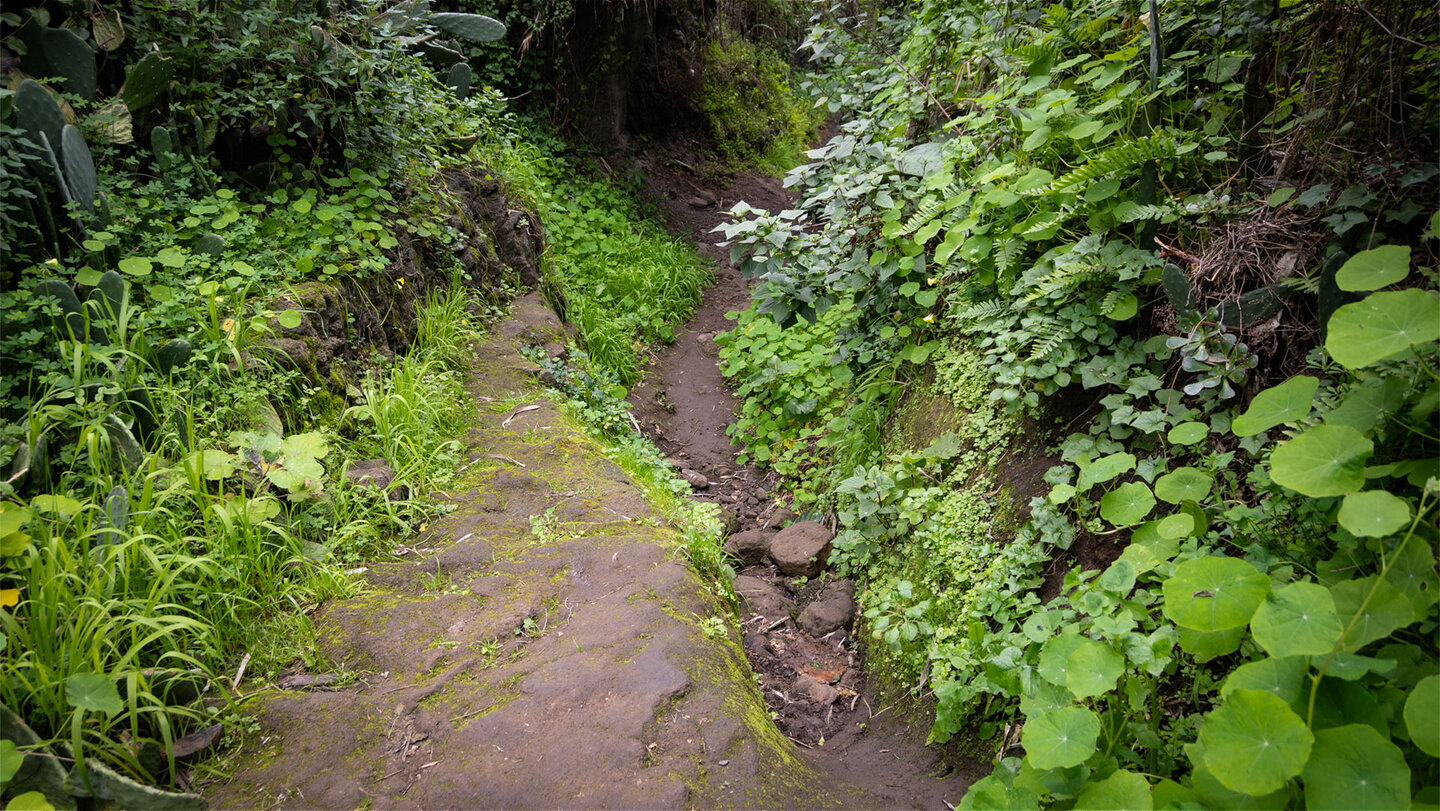 Schmal und von Grün umschlossen: Wanderpfad im Barranco del Álamo