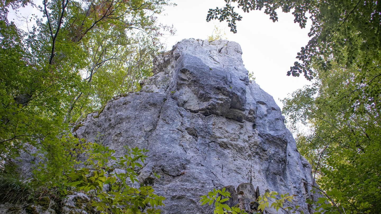 Hoher grauer Kalkfelsen Löchlesfels von unten gesehen, umgeben von Buchen und Laubwald bei Hausen im Tal