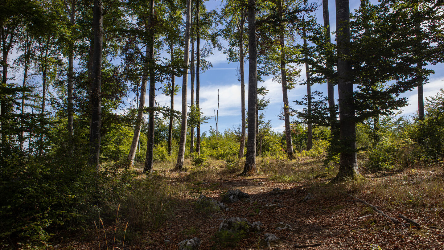 Wanderung Hausener Zinnen: Waldpfad durch lichten Bergwald unter blauem Himmel auf der Hochebene