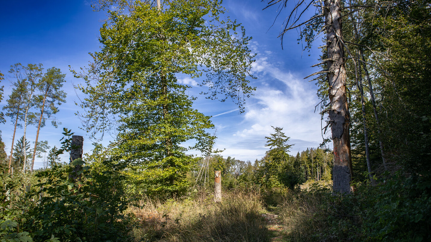 Schmaler Wanderweg über eine Waldlichtung mit hohen Gräsern, Laubbäumen und blauem Himmel auf der Hochebene bei Hausen im Tal