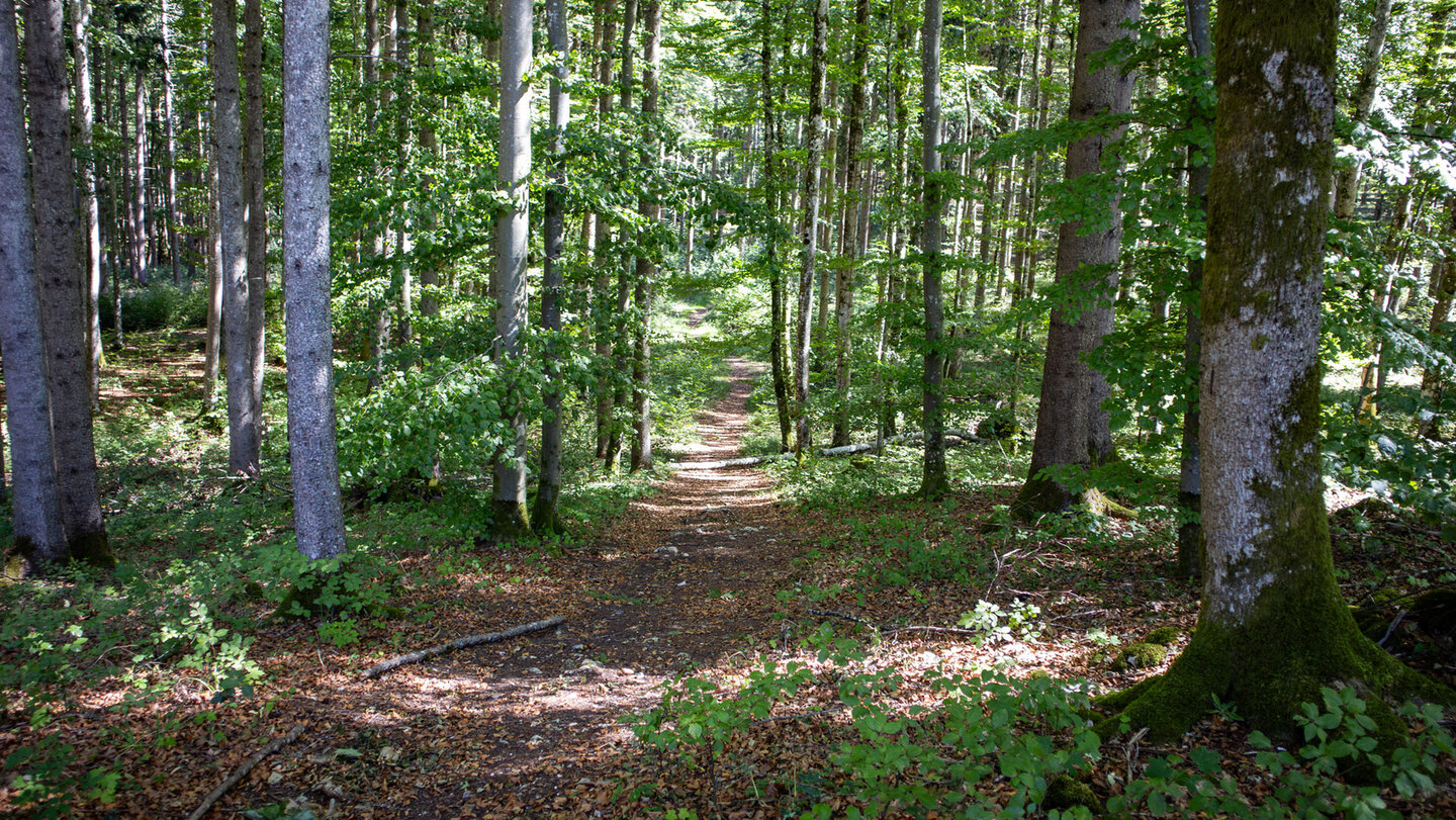 Wanderung Hausener Zinnen: Pfad zwischen moosbewachsenen Baumstämmen auf dem Weg zum Birkensteigfels