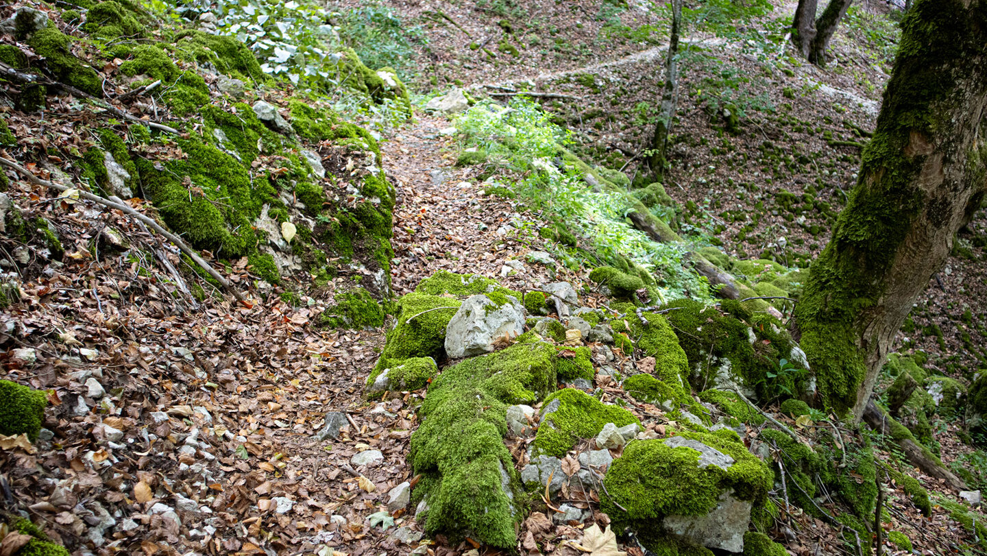 Steiler Waldhang mit Wanderweg, Geröll und Laub, Felsentour im Oberen Donautal