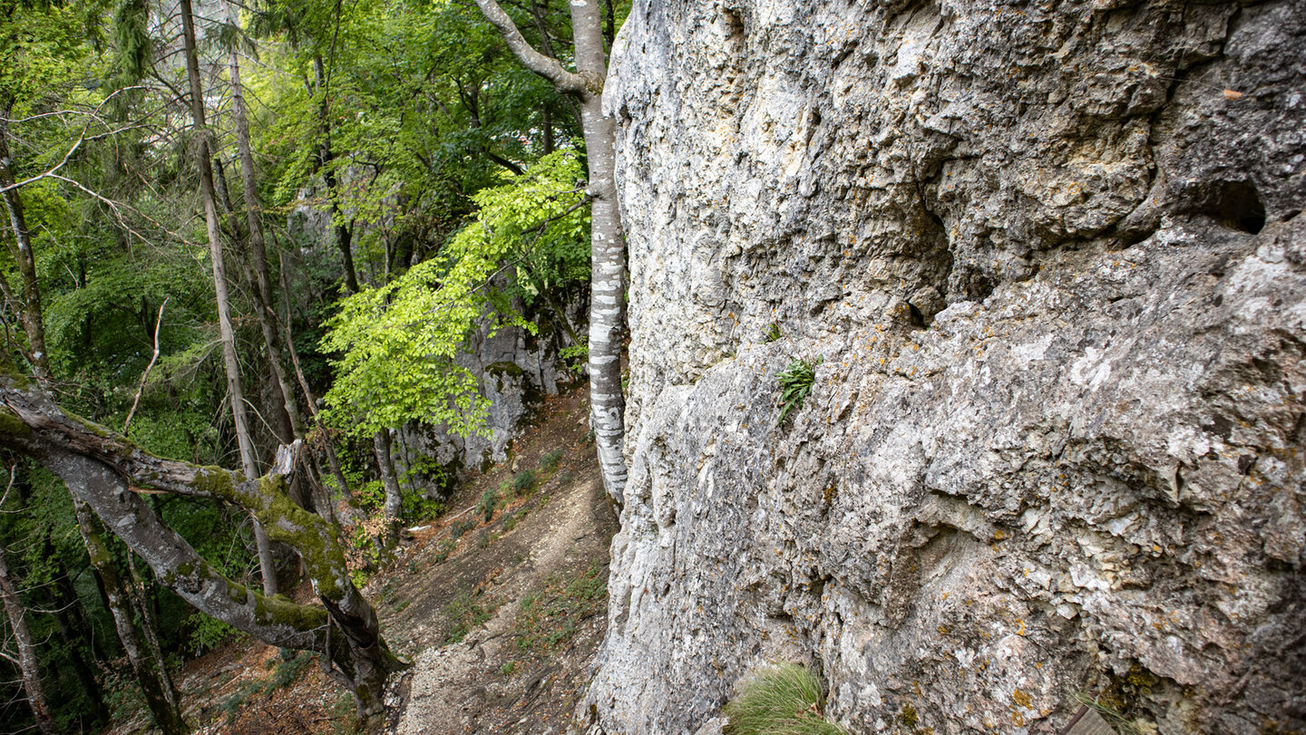 Schmaler Felszustieg am Fuß einer rauen Kalkfelswand mit Flechten, daneben steiler Waldhang bei Hausen im Tal