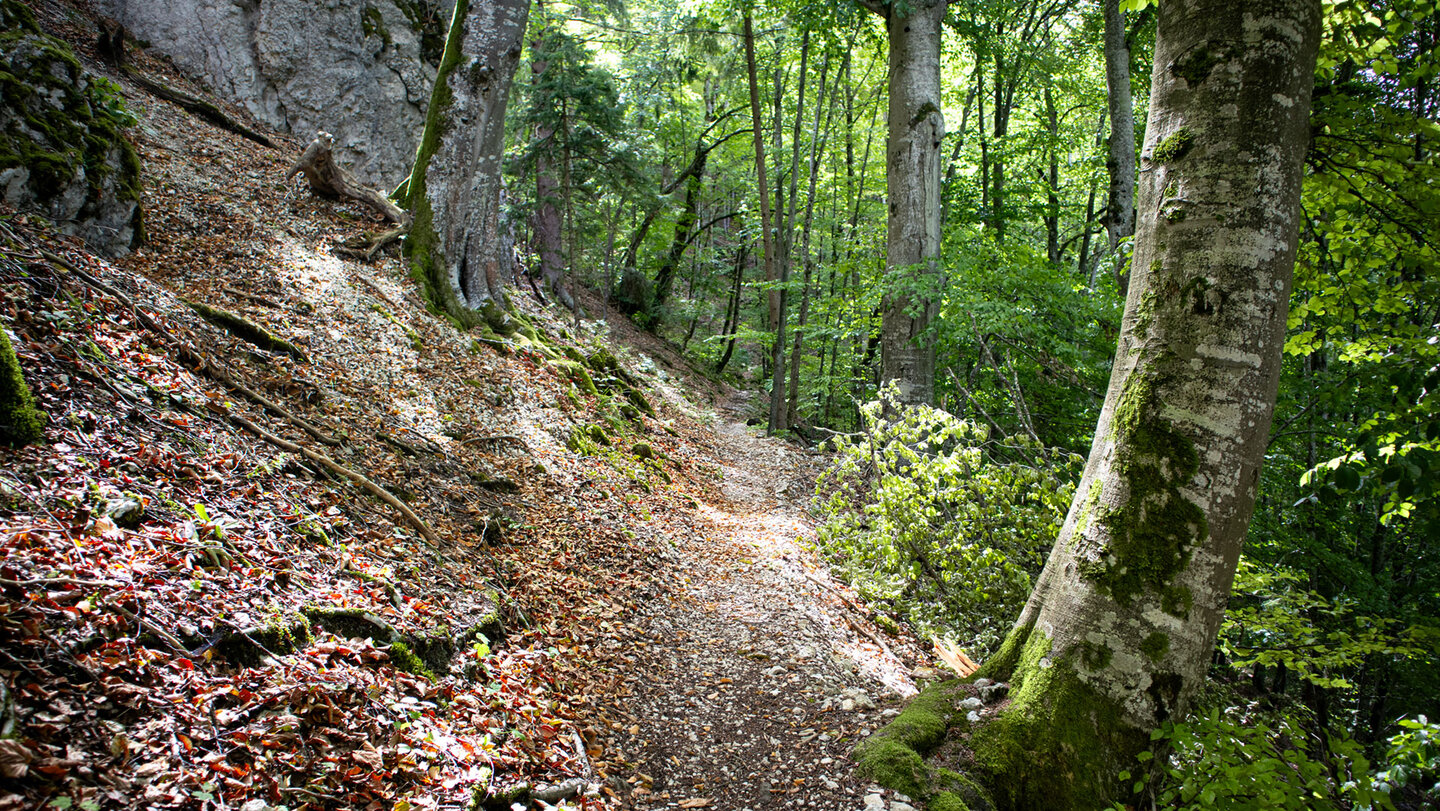 Schmaler Waldpfad am steilen Hang mit Kalkschotter, Buchenlaub und bemoosten Stämmen auf dem Jägersteig bei Hausen im Tal