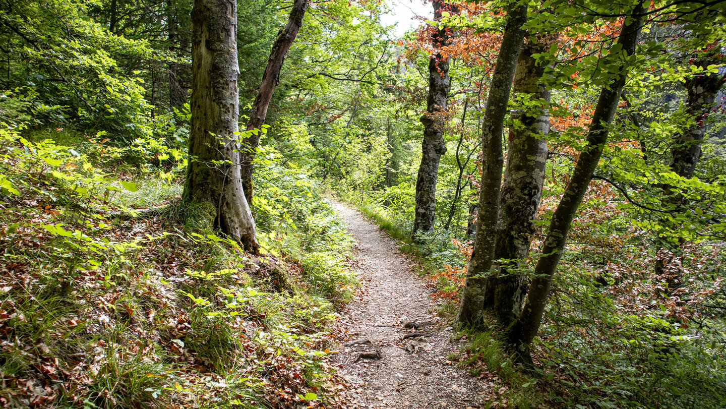 Schmaler Waldpfad mit hellem Kies zwischen Buchenstämmen, links Gräser und Laub, rechts rot gefärbte Blätter bei Hausen im Tal