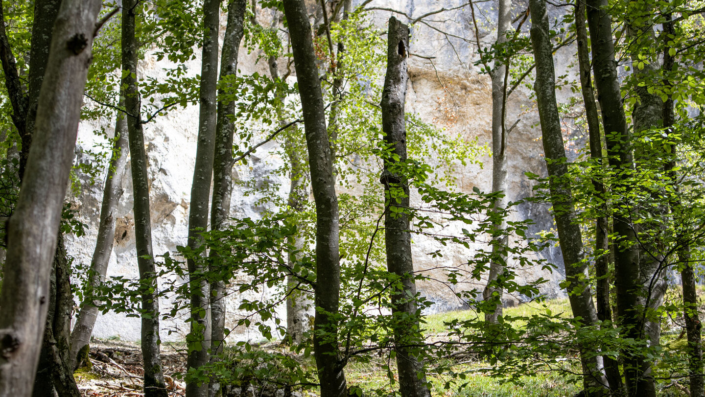Helle Kalkfelswand mit Überhang hinter schlanken Buchenstämmen und frischem Laub an den Hausener Zinnen bei Hausen im Tal