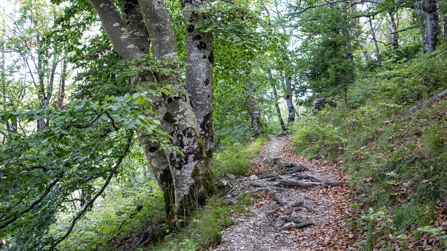 Jägersteig an den Hausener Zinnen: Pfad mit Wurzeln, Steinen und Laub am bewaldeten Hang