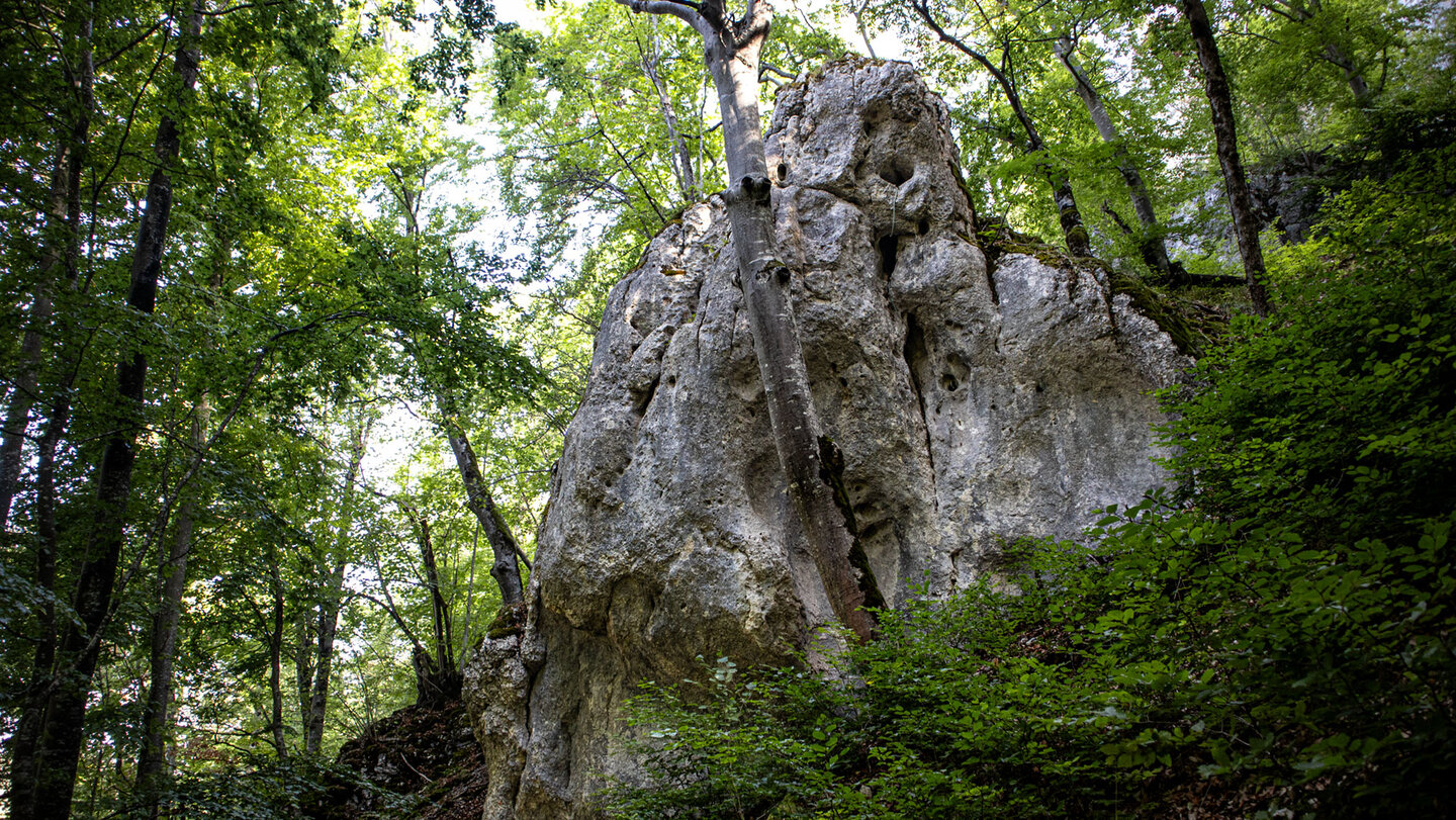Mächtiger Kalkfelsen mit zerklüfteter Oberfläche im Buchenwald am Jägersteig bei Hausen im Tal