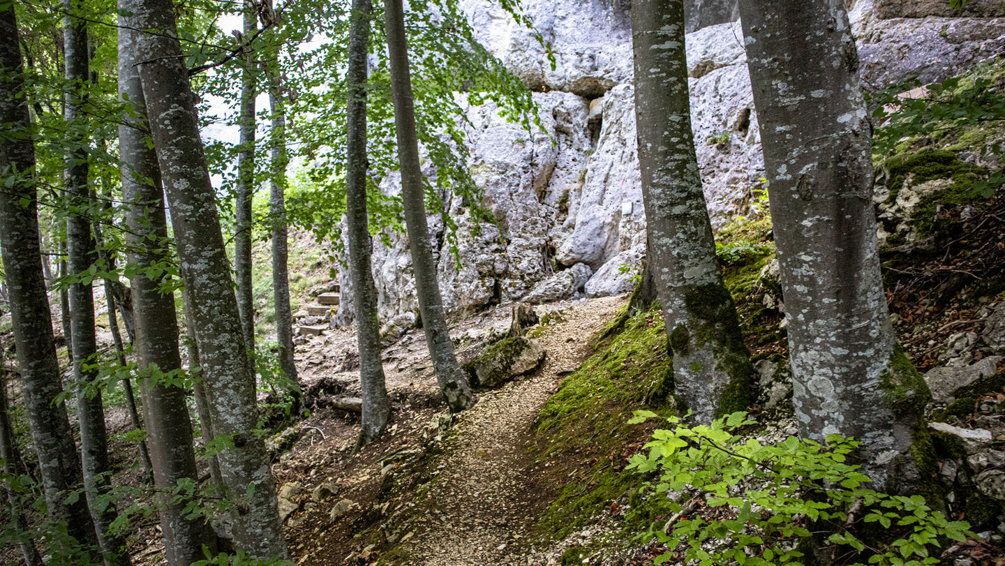 Wanderweg an den Hausener Zinnen: Kiesiger Pfad mit Moos, Buchenwald und Felswand im Hintergrund