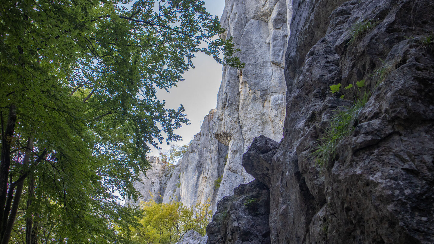 Hohe helle Kalkfelswand des Fuchsfelsens, links Buchenlaub, rechts dunkler Fels im Vordergrund