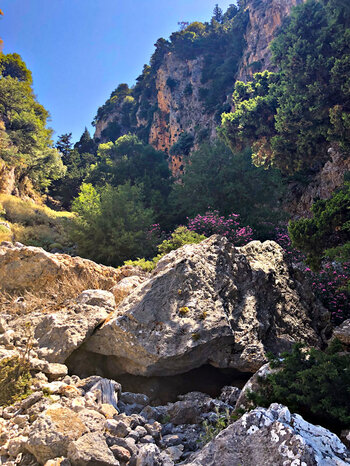 Oleanderblüte in der Fygou-Schlucht