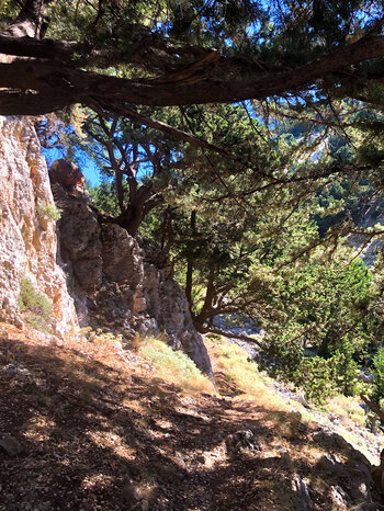 Wanderweg entlang schattenspendender Kiefern in der Fygou-Schlucht