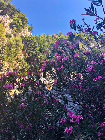 prächtige Oleanderbüsche in der Figou Schlucht