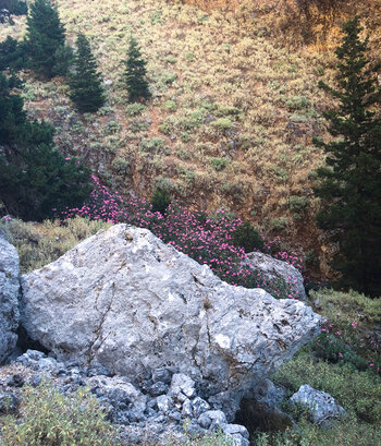 Oleander am Grund der Figou Schlucht