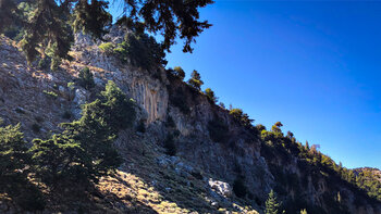 Felswände der Figou Schlucht mit Kiefern