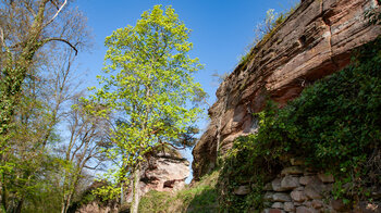 Blick entlang der Ruine der Burg Drachenfels