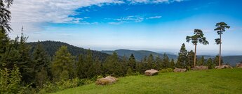 Wiese an der Hahnenfalzhütte