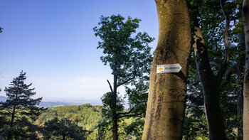 der Ottenhöfener Felsenweg führt durch die Felsgruppe des Palmfelsen