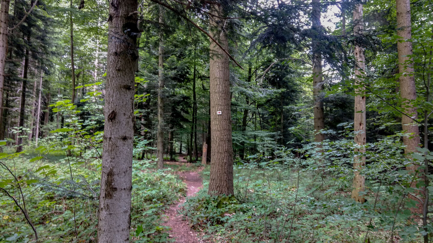 der Westweg beim Dreimarkstein nahe Dobel