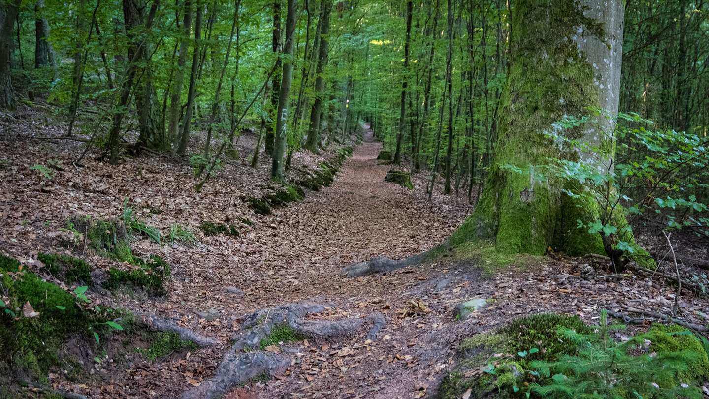 Wanderweg auf dem Jüngstberg bei Bruchweiler-Bärenbach Wanderweg des Jüngstbergs